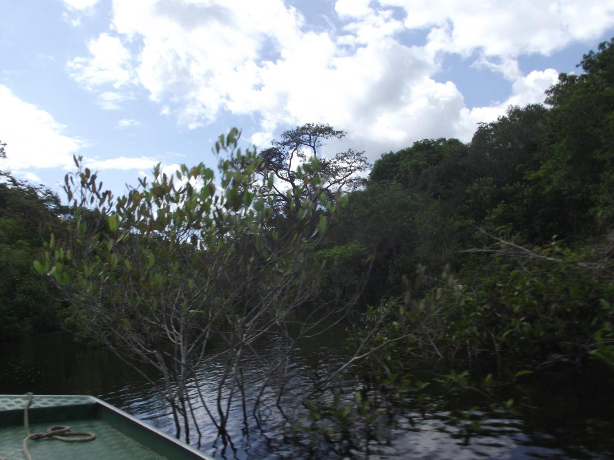 Amazon Arowana Lodge Careiro Eksteriør billede