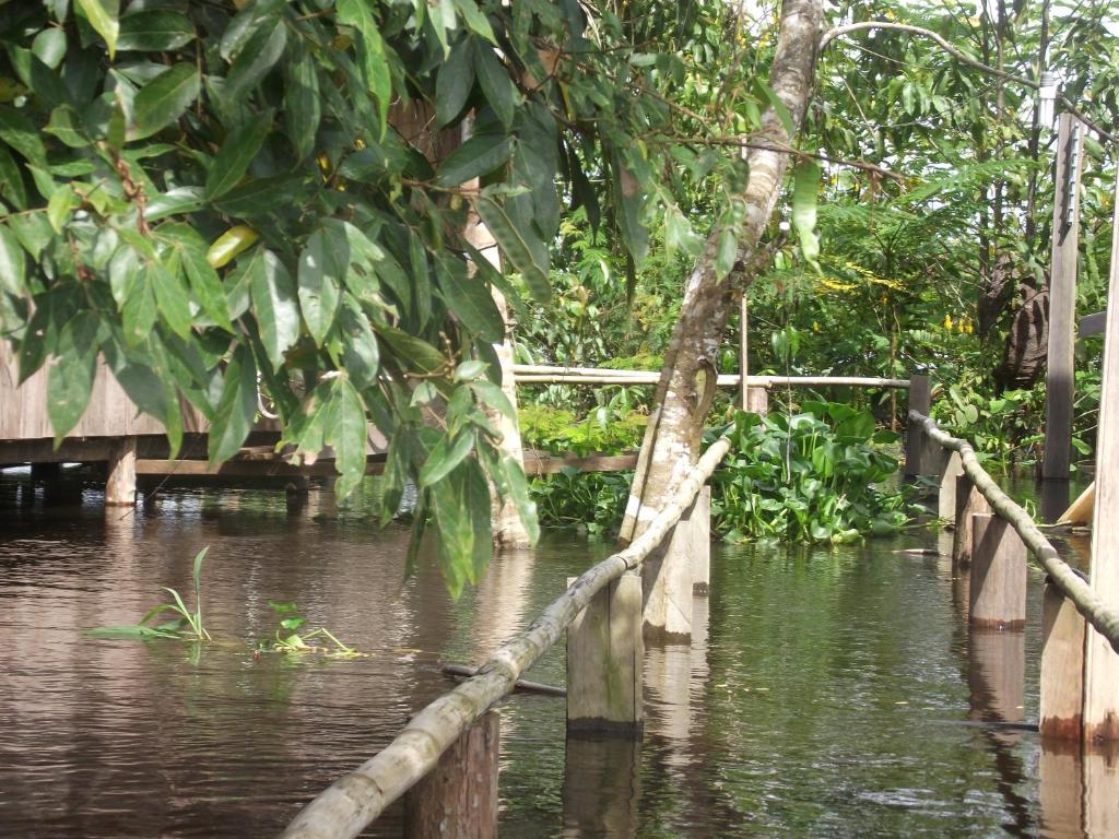 Amazon Arowana Lodge Careiro Eksteriør billede